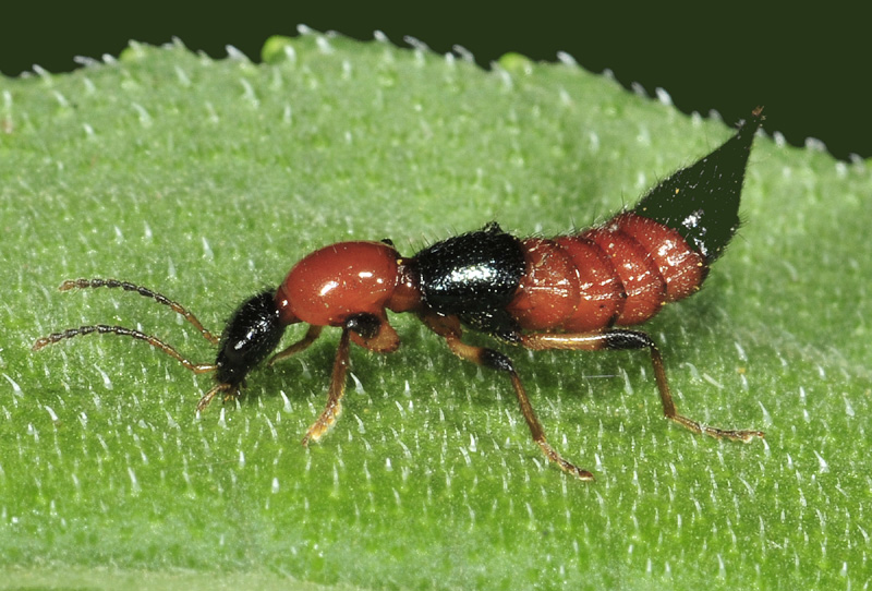 Staphylinidae: Paederus baudii